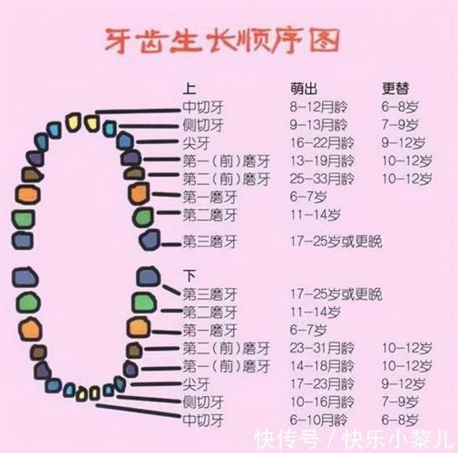 孩子几个月长牙算正常?0-3岁宝宝出牙顺序图,你家娃长对了吗