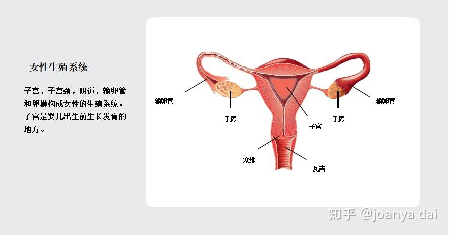 谈癌色变之困扰女性的子宫癌