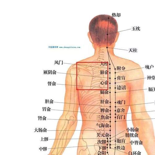 体态研究:腰疼背疼