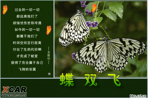 【经典图文】蝶双飞