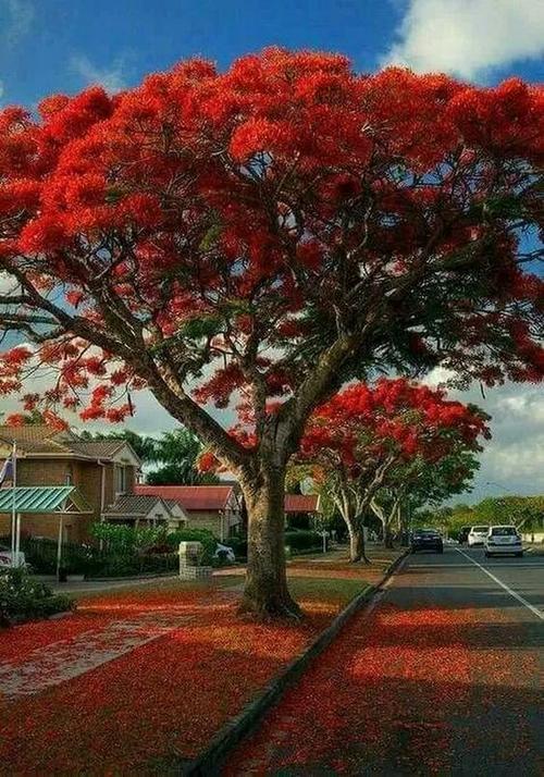 一街花树红.