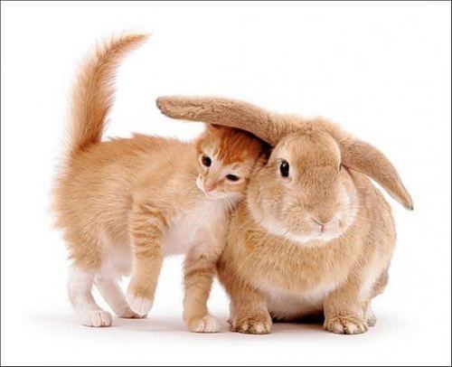 猫咪与兔子