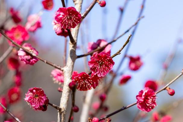 梅花花语象征与寓意