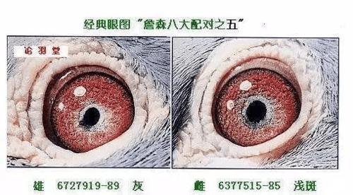 詹森八大配对种鸽