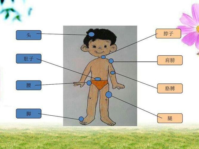 万婴汇金城石榴班结题汇报――《我的身体》