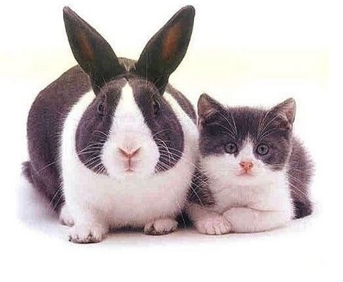 兔子与猫